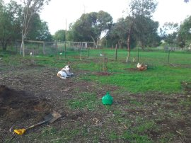 Planting trees, free-ranged chooks, and Bruce.