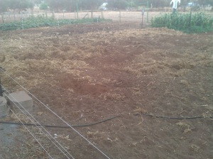 This is what a couple of weeks of pig attention does to spent veggie patches.