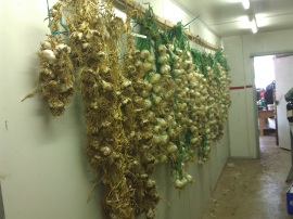 This is about half our garlic and less than half the onions hanging in our preserve area in the big shed.
