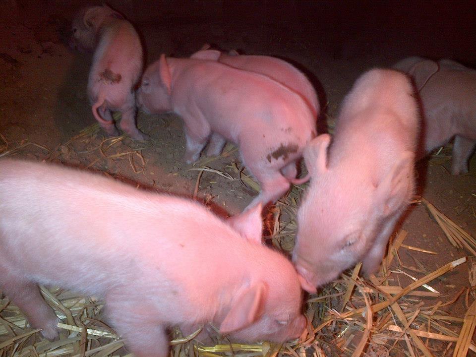 Active piglets! They're all of a couple of hours old.