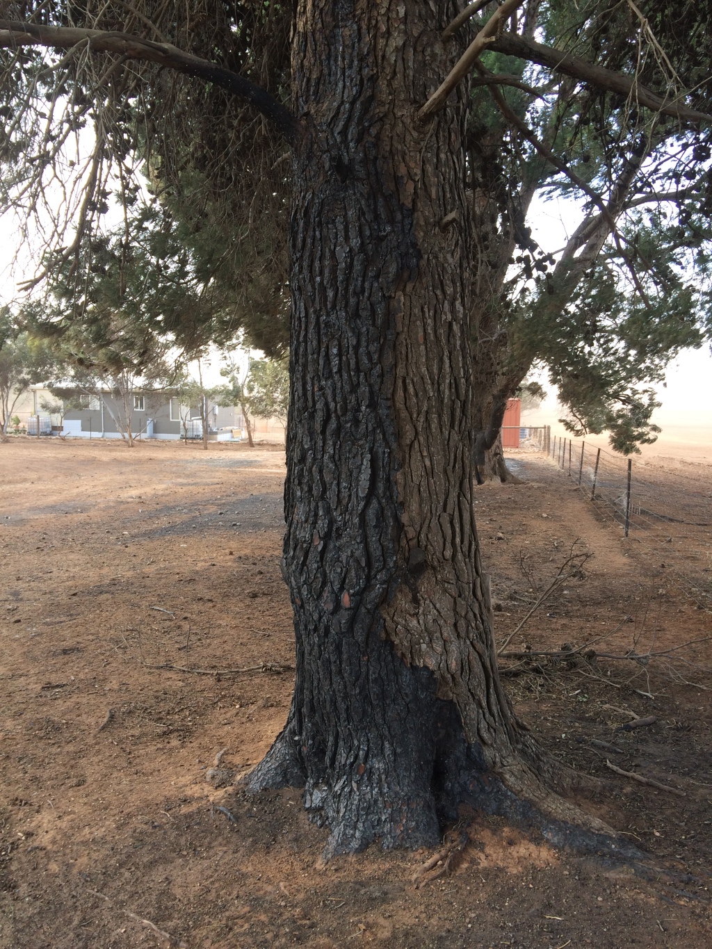 This is the tree I hid behind when the firestorm first came through. It's scorched a good 10 to 12 feet up, but the fire was snuffed out by wind, smoke, and dust. Thankfully.