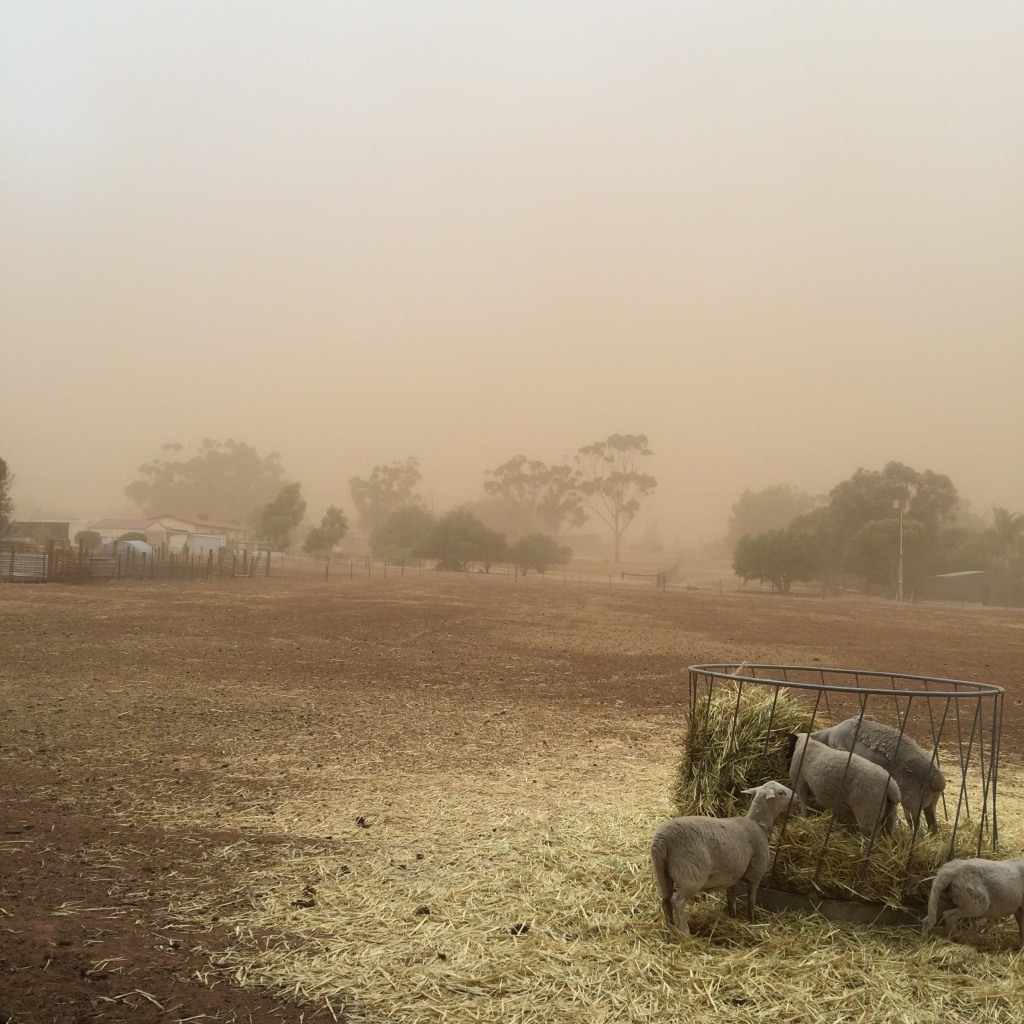 The back paddock, facing east, during one of the many, many dust storms.