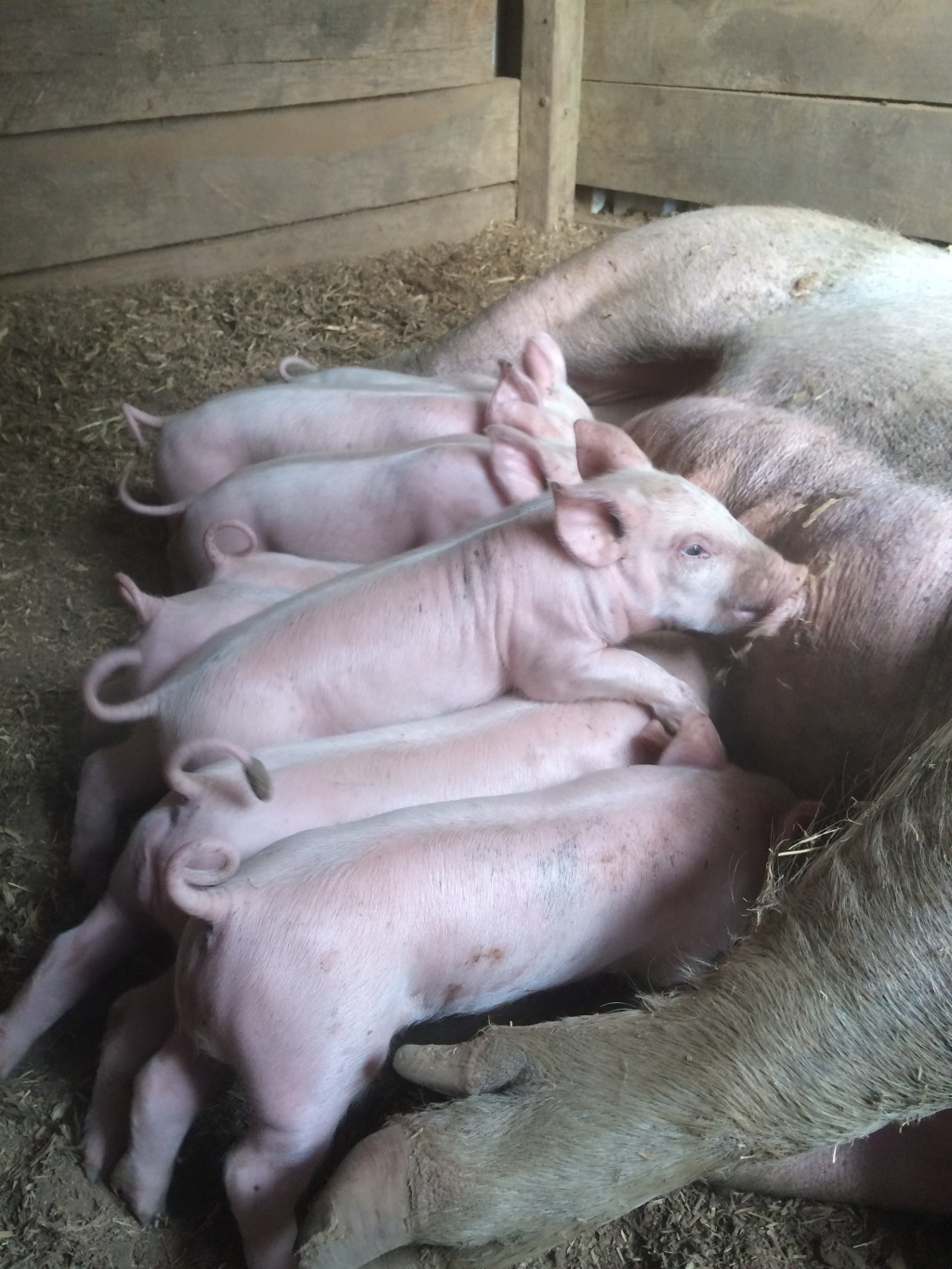 Piglets feeding after a couple of weeks. It's amazing how quickly they put on condition.
