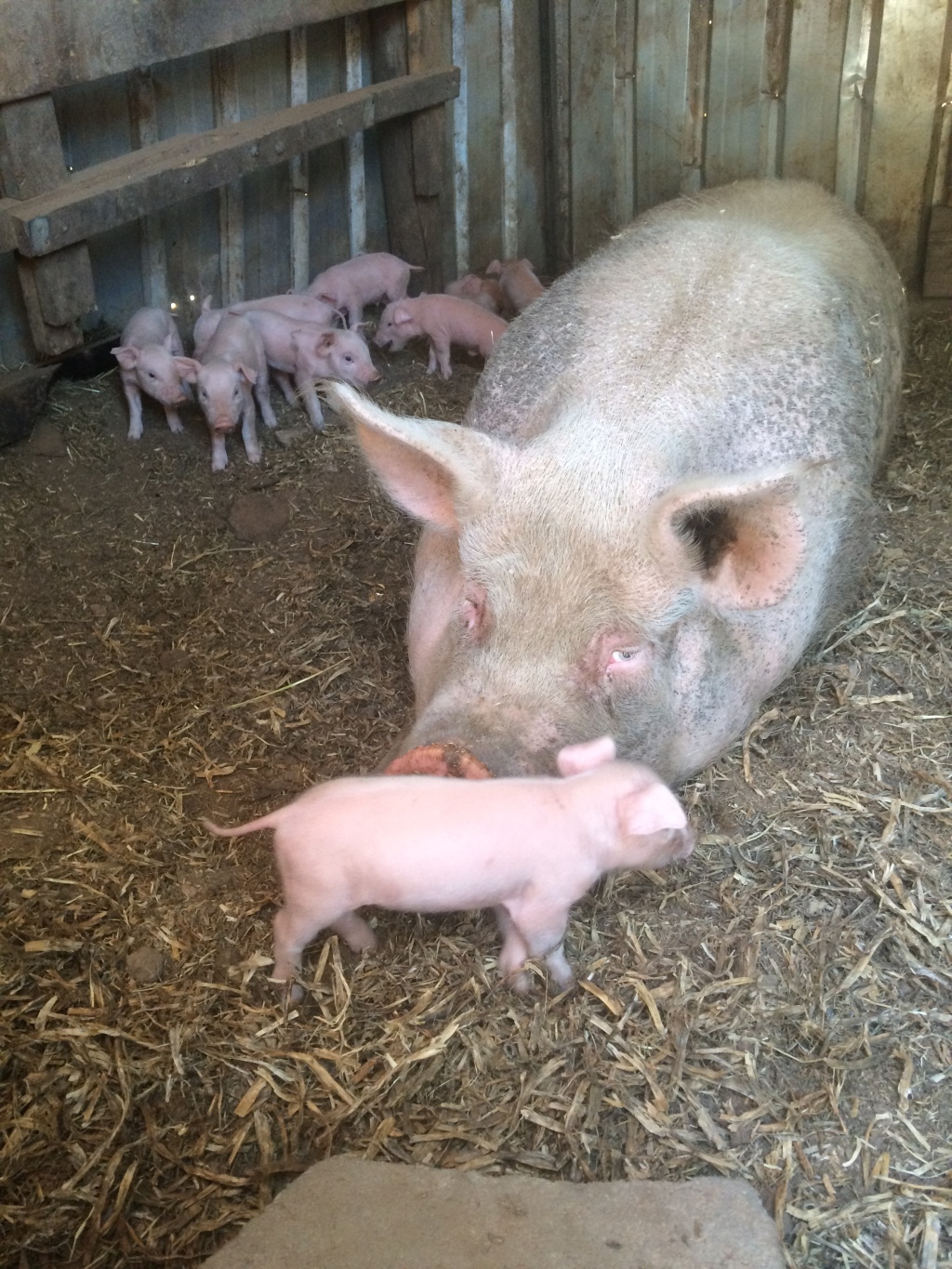 A long suffering mum making sure that she's laying on her teats - no litter of piglets bugging her now.