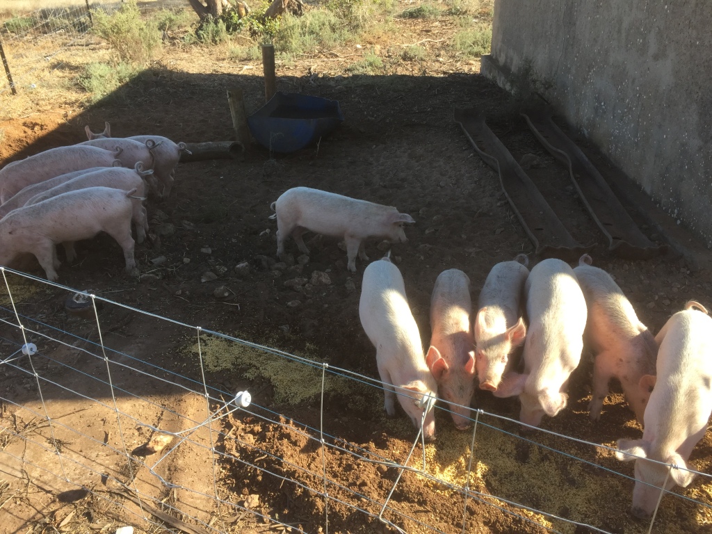 This is Honey's litter, born not long after the fires.  We converted the old chook shed, which is a solid double-brick structure, into a farrowing shed with attached free-ranged paddock. For now, it'll do for these babies.