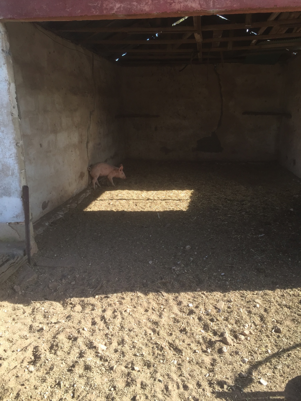 Inside the old chook shed, which is now one of my farrowing sheds.