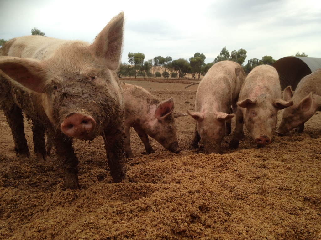 Pigs love the mash, especially when they've been introduced to it at a young age.