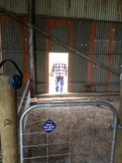 Each farrowing yard exits into a free-range paddock, as demonstrated here by dad.
