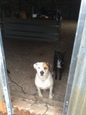 Bruce and Tatyl wanting to come out the new door we just put in.